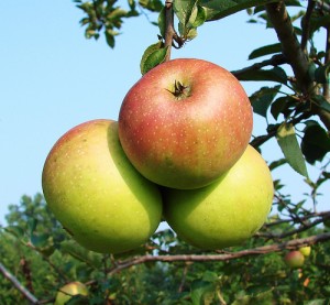 Apples in apple tree